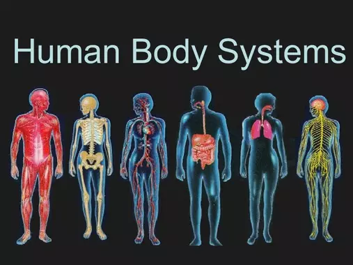 Read more about the article ANATOMIE – die Körpersysteme